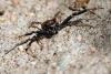 Xysticus sp.